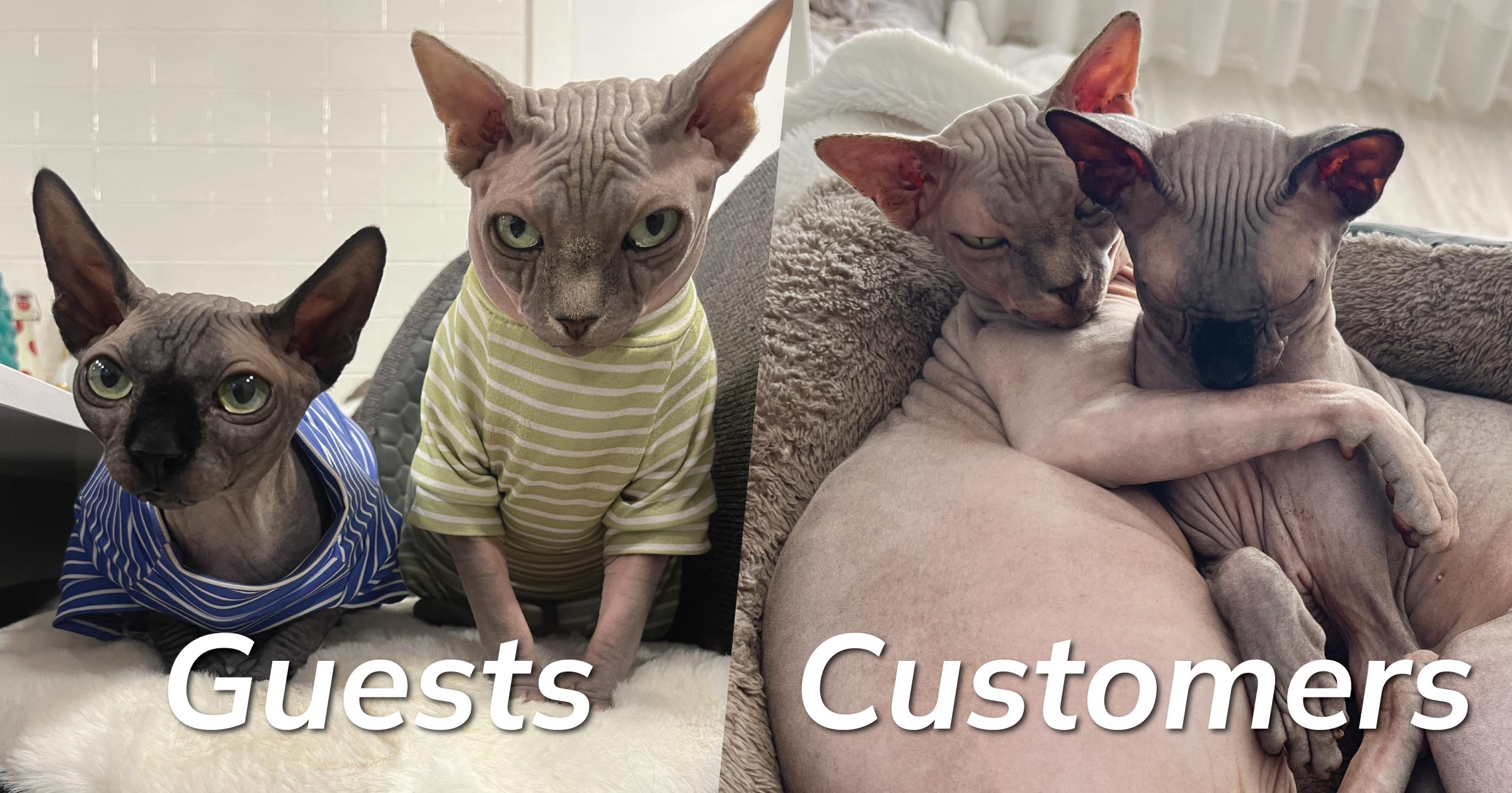 Convert your guest order buyers into registered customers on WooCommerce with our new plugin